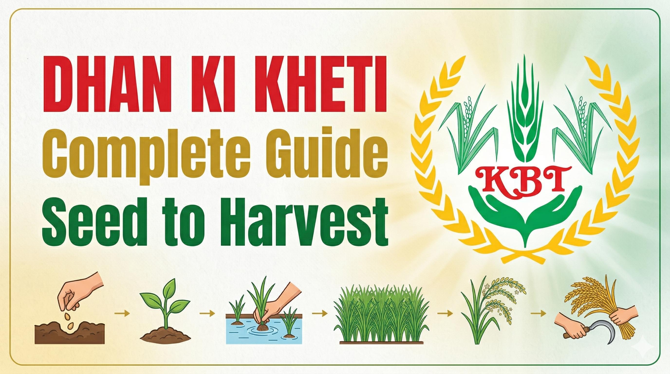 Dhan Ki Kheti Ka Complete Guide: Seed Se Harvest Tak
